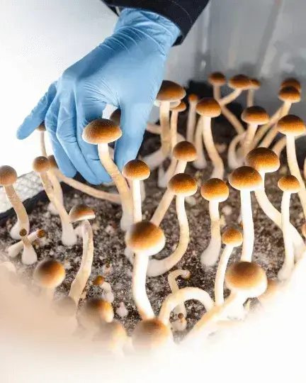 Picking Psilocybin mushrooms in the Filament lab