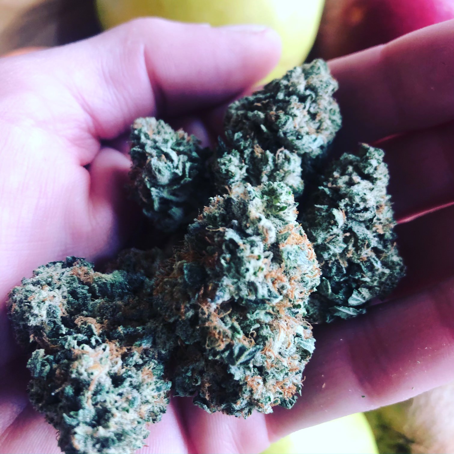 hand holding cannabis bud