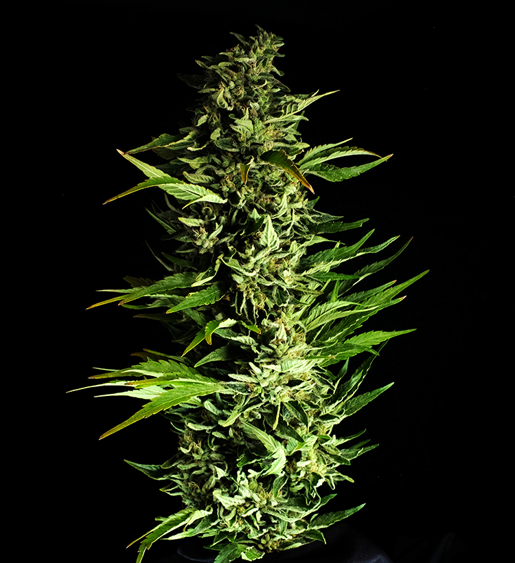 Cannabis inspection