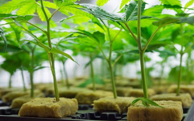 Clones For Sale