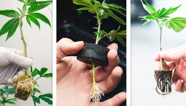 Clones Near Me