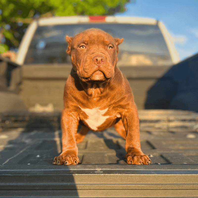 Carolina Bullies American XL Bully XL Bully Puppies