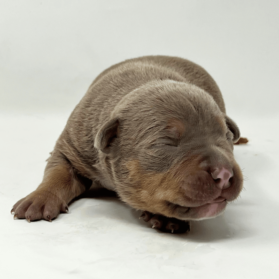 XL Bully Puppies Carolina Bullies