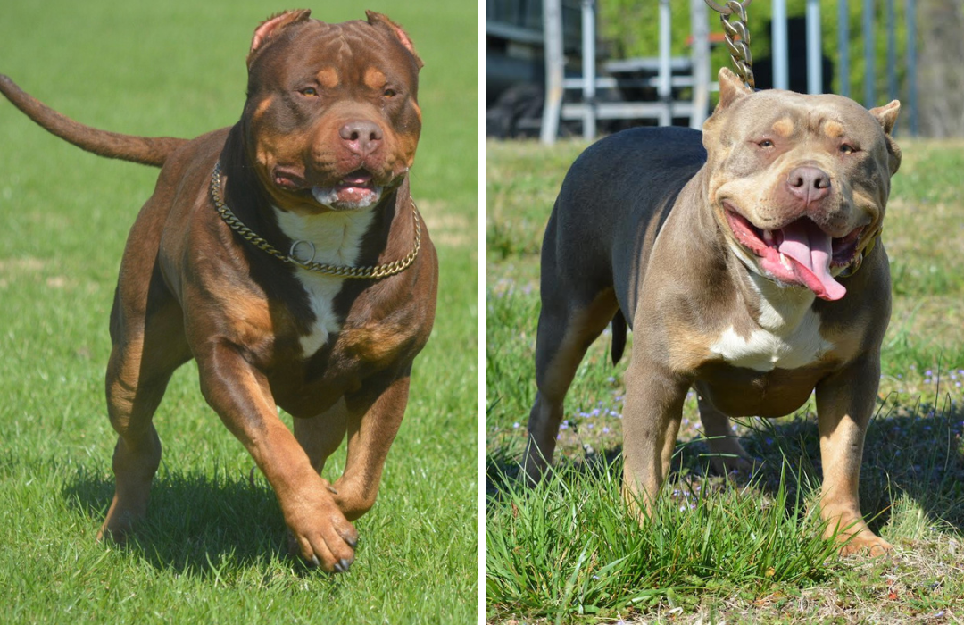 XL Bully Puppies Carolina Bullies