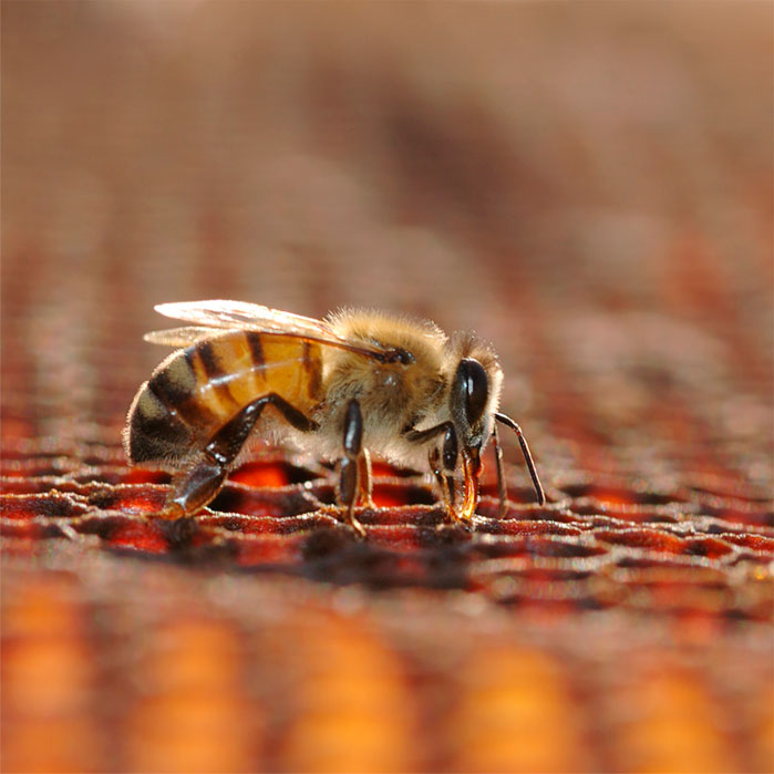 5 Facts You Didn’t Know About Bee Venom Beetolia