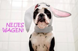 hund april 2019 Kopie