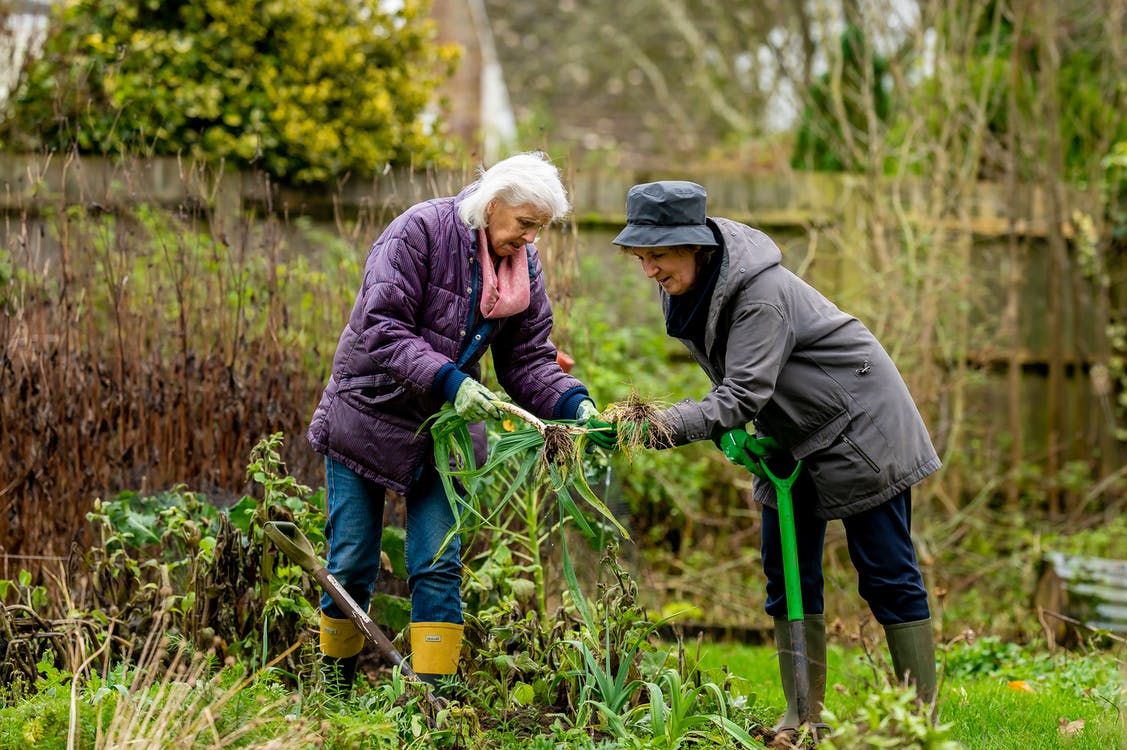 Two older women wearing jackets work together to tend to a garden. Decreasing elderly loneliness is one of the benefits of a community garden.
