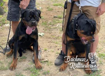 Brickman Rottweilers Dog and Puppy Gallery | Westfield, MA