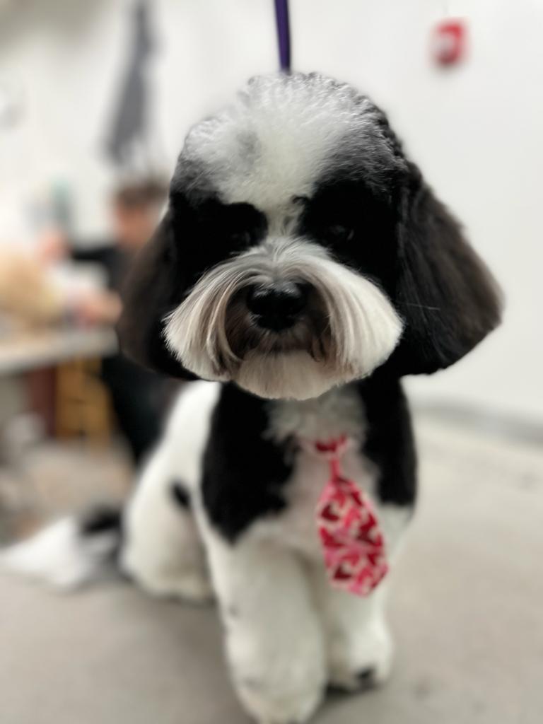 Chicagoland Pet Grooming Testimonials Highly Rated