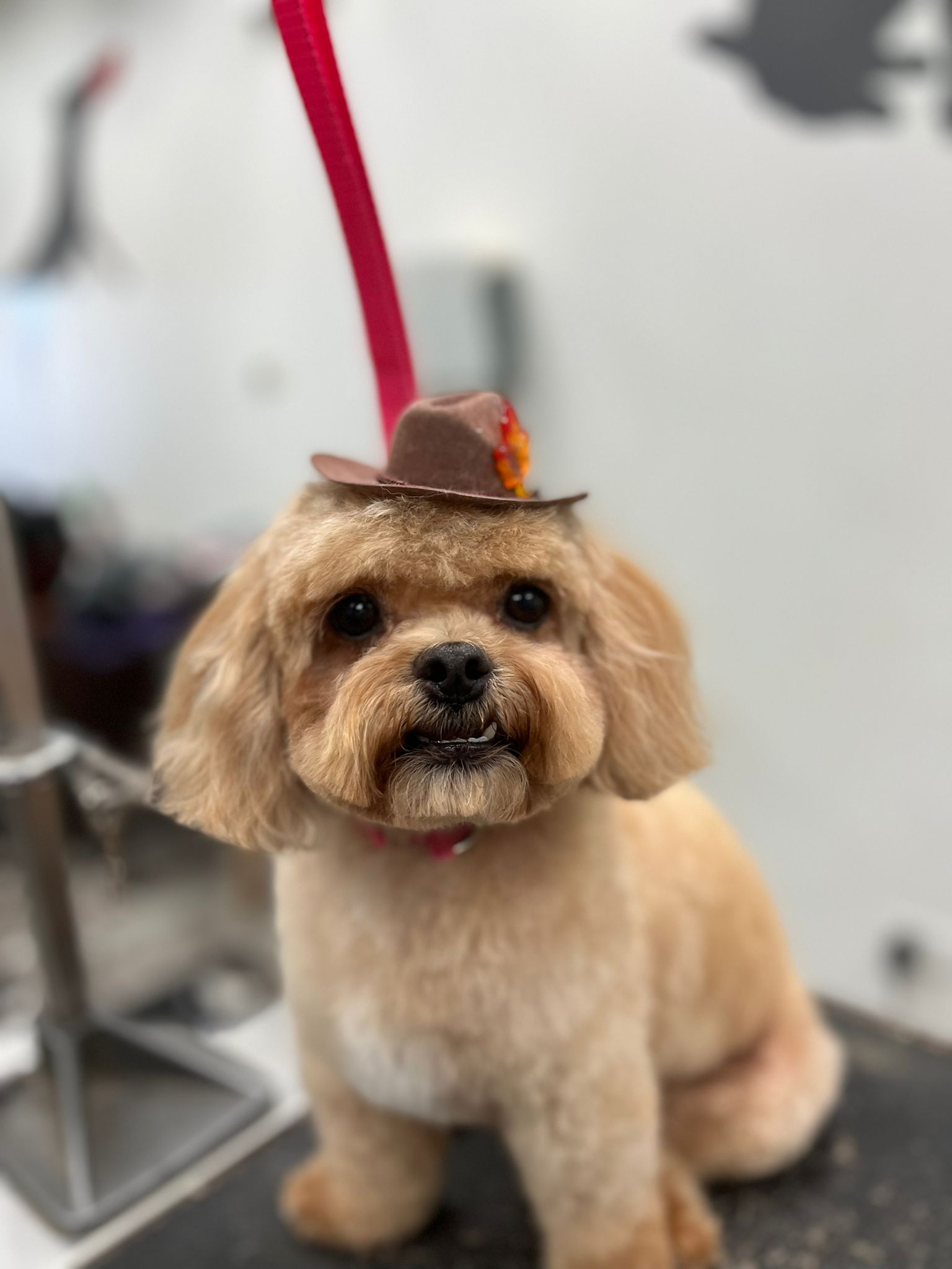 Hinsdale Dog + Cat Grooming Velvet Touch