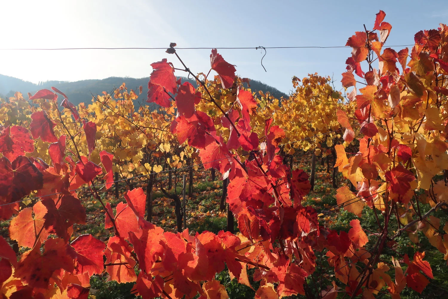 Is Pinot Noir Red or White? The Definitive Answer (Finally)
