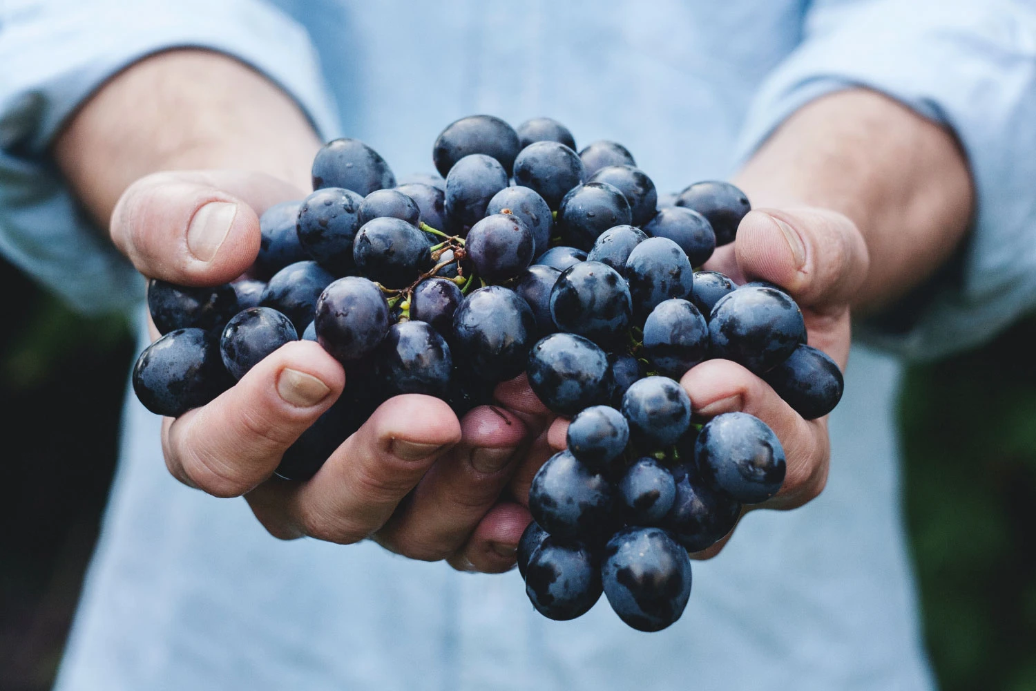 What is Organic Pinot Noir and is it Really Better for You?