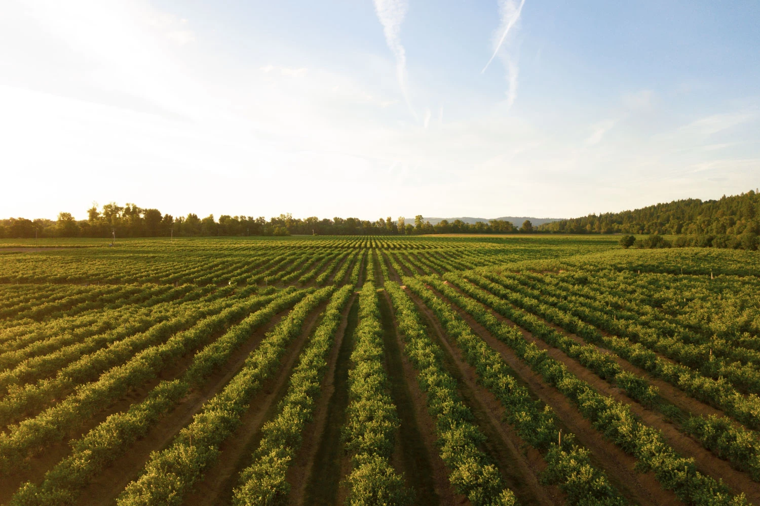 Oregon Pinot Noir: Here’s Everything you Need to Know