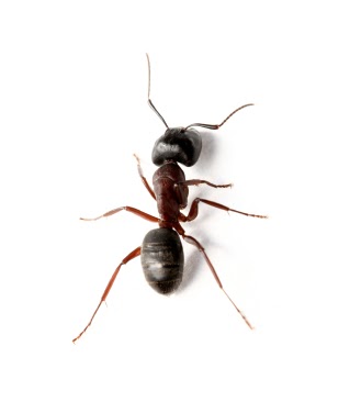 Tick Pest Control Perth