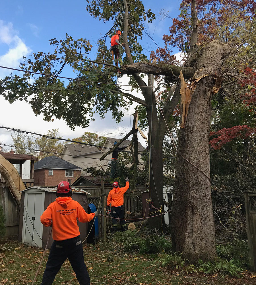 Burnaby Tree Service
