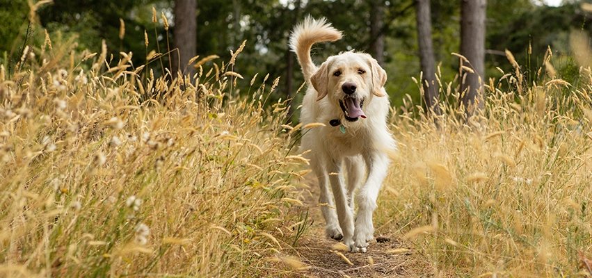 Dog image