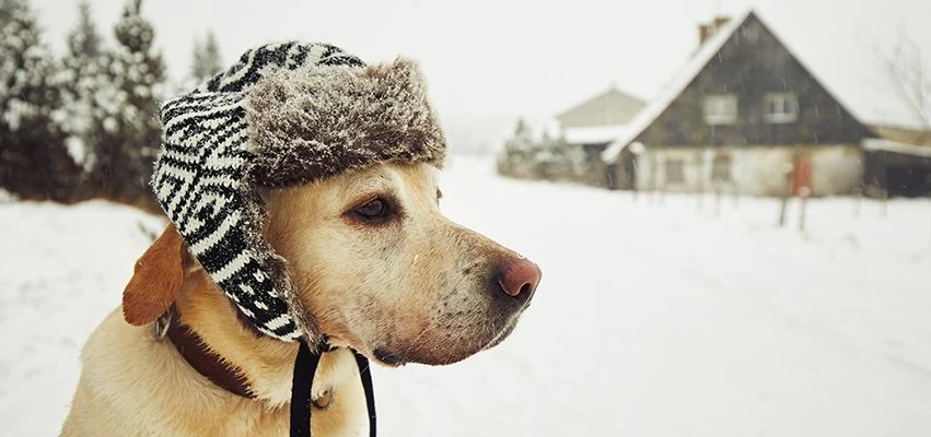 Winter dog image