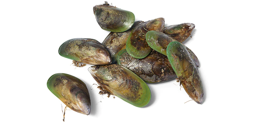 Mussels