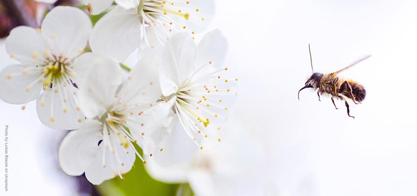 Bee image