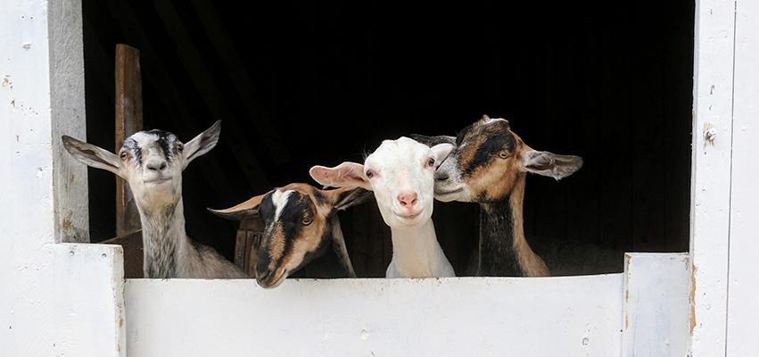 Goats
