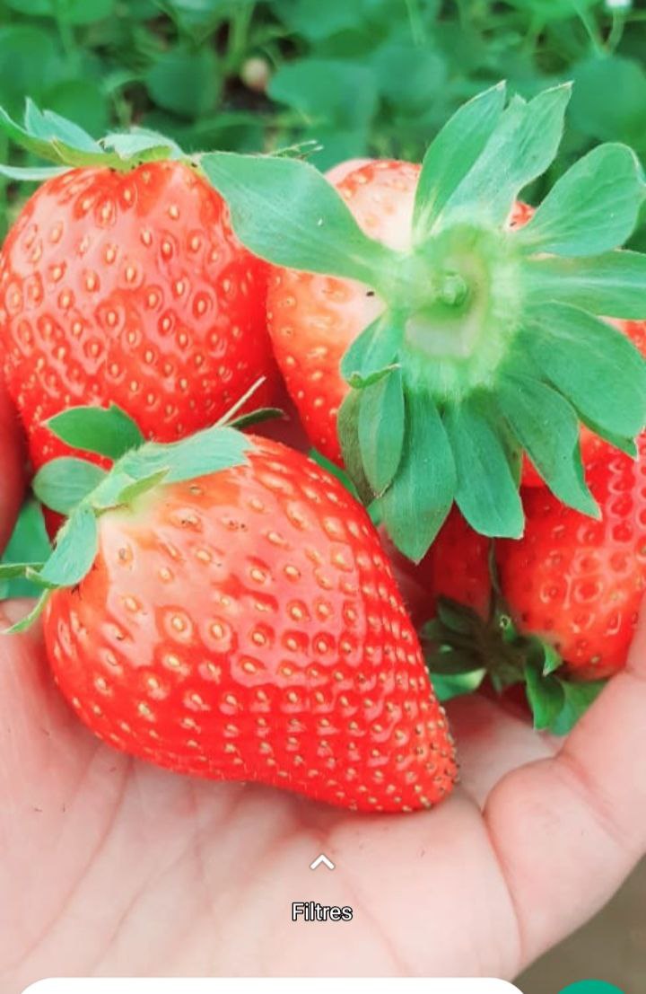 Fraises dans une main