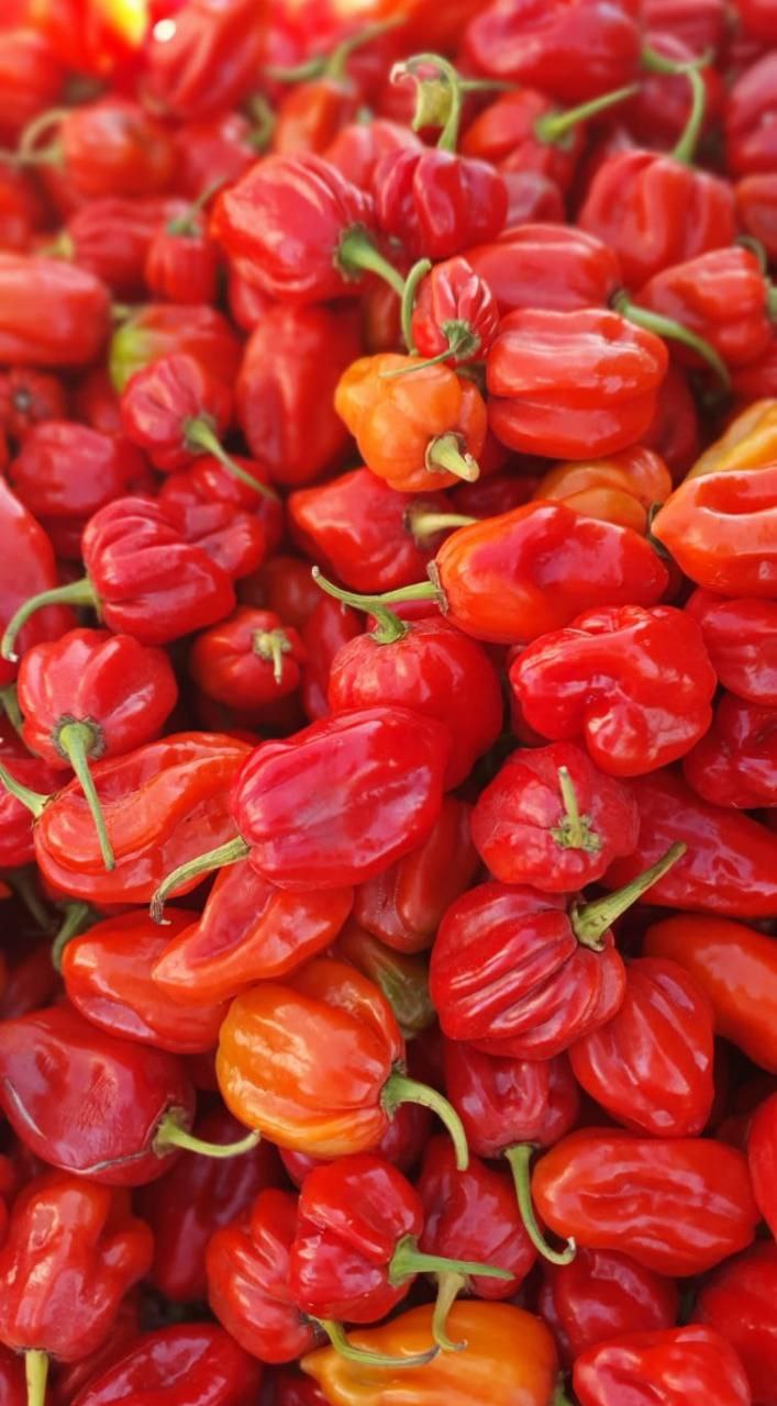Piments rouges