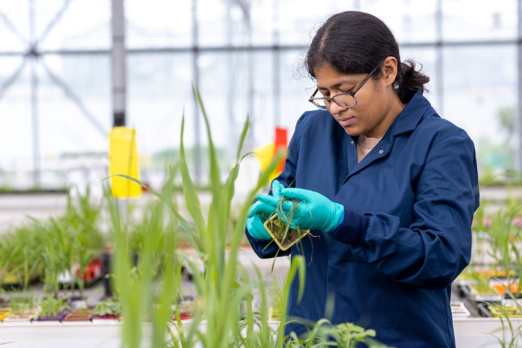 Weed biologist Ujjaini Sengupta assessing the effect of a herbicide on the weed lolium multiflorum.