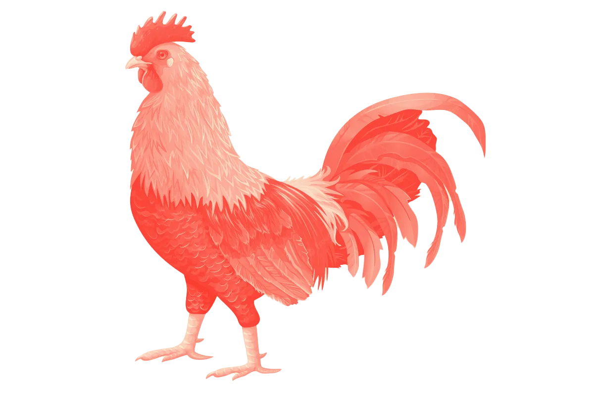 KKitchen Chicken Icon
