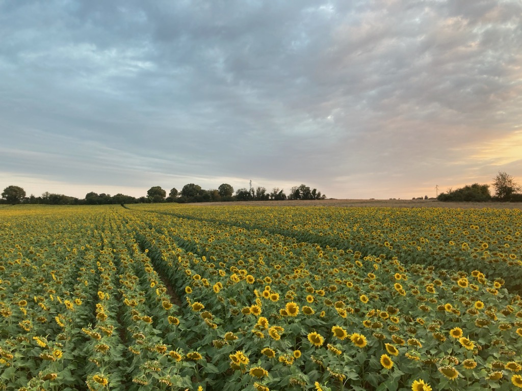 ReSoil - Agriculture & contribution carbone