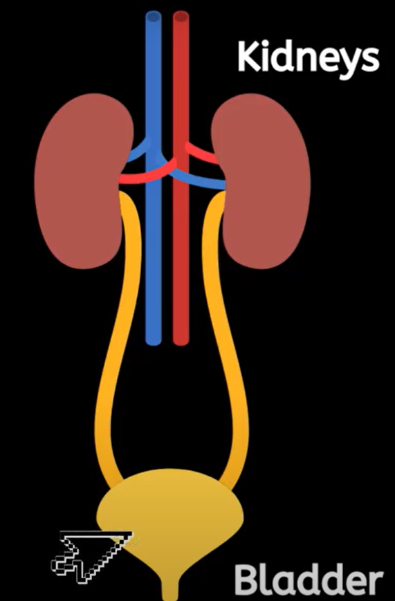 Is Cranberry Juice Good for Your Kidneys?