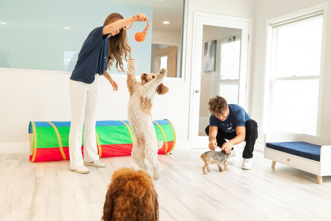 Beautiful West Hollywood Dog Daycare Image Concept Beautiful West Hollywood Dog Daycare Image Concept