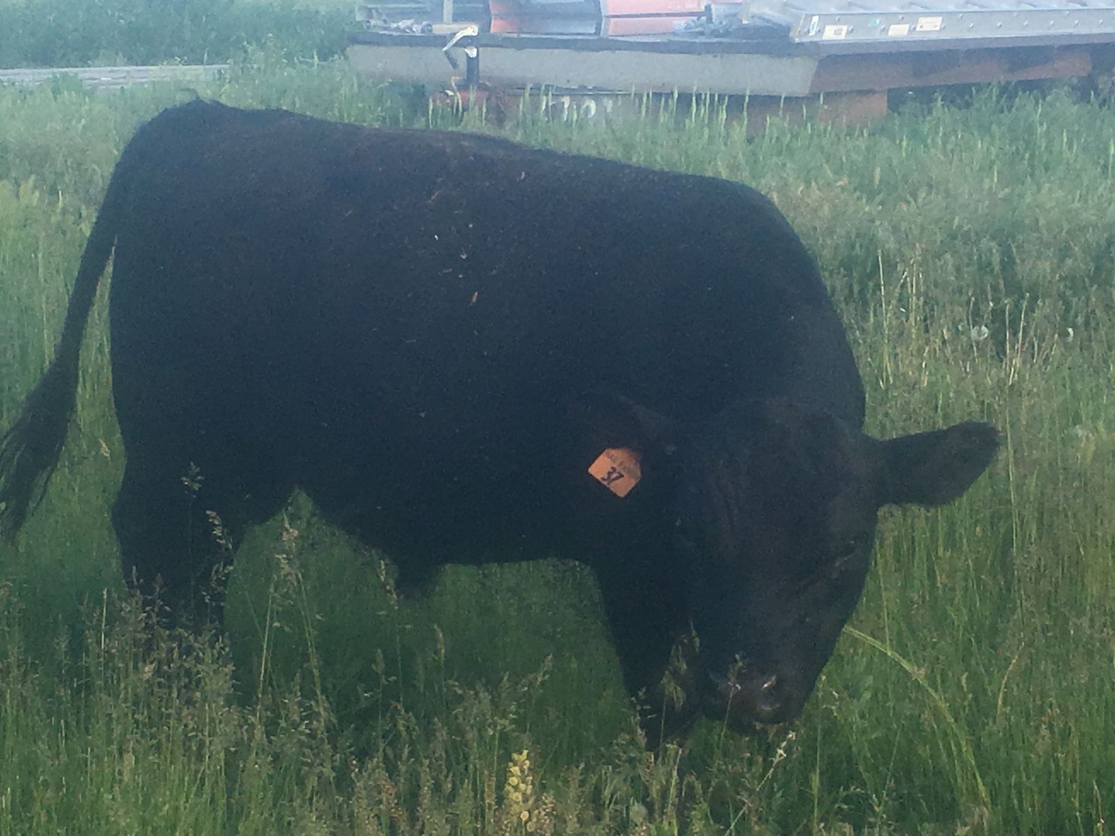 Idaho Aberdeen Photos