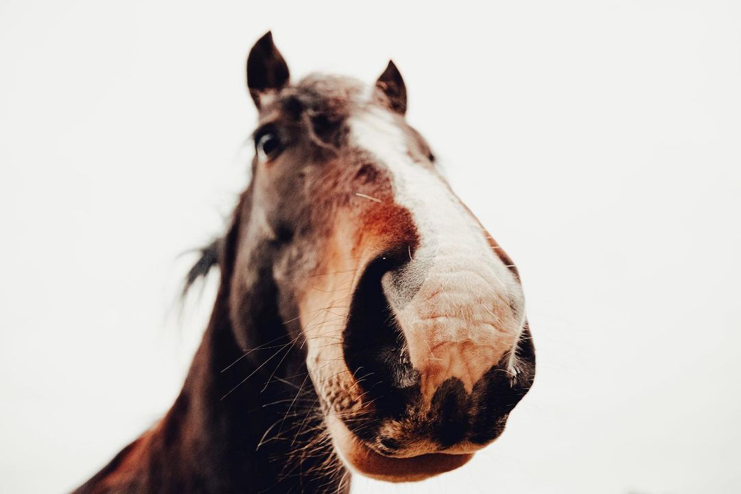 Live Cameras Animal Land Children's Farm