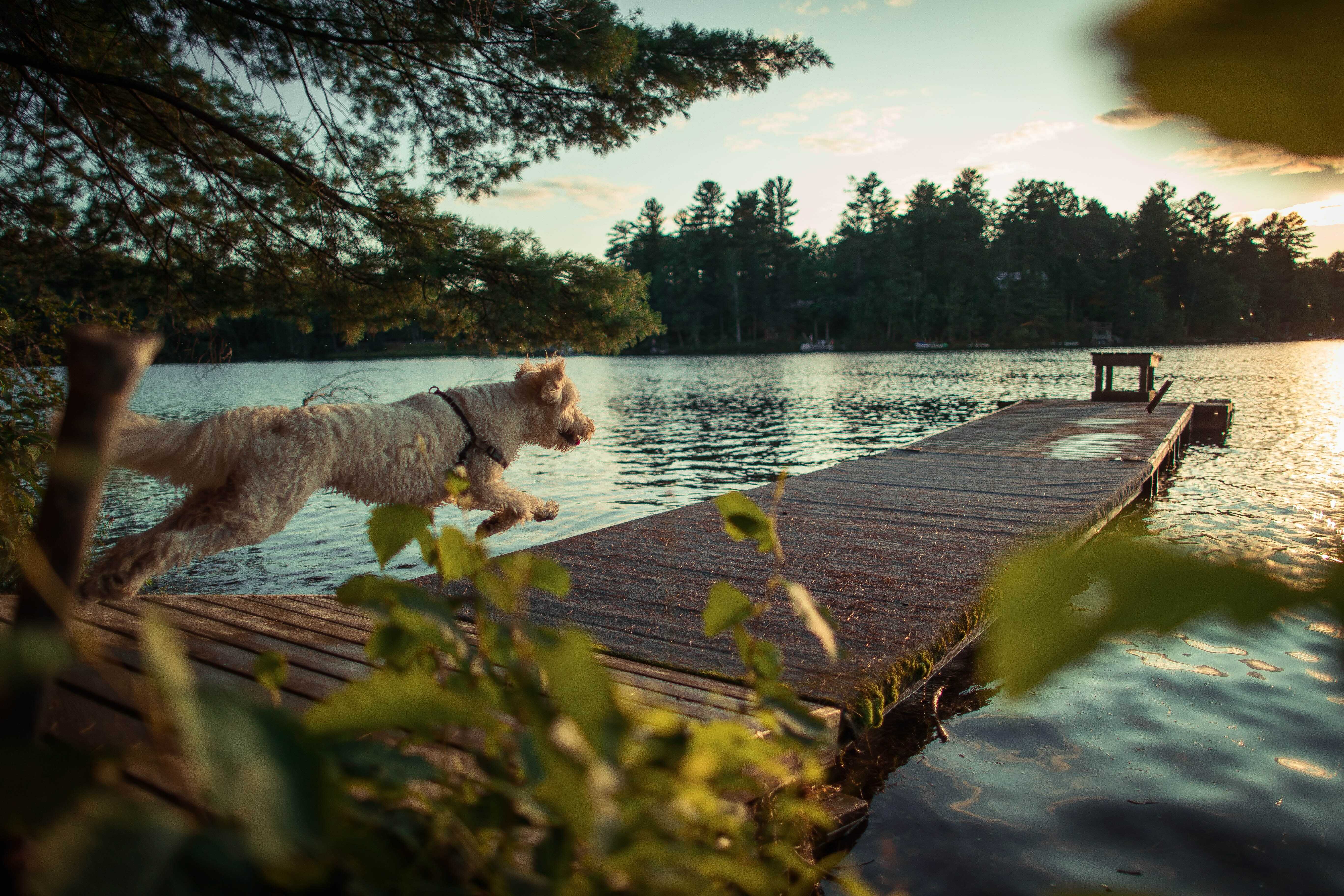 A dog running on a dock in Land O' Lakes