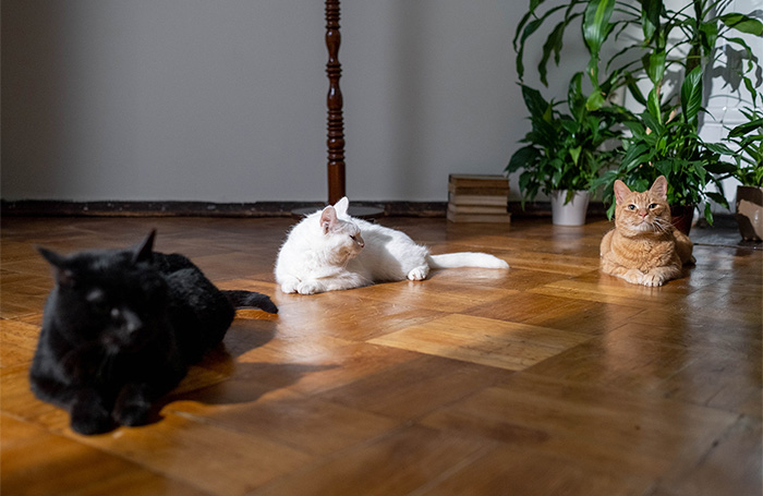 vloerisolatie met kat