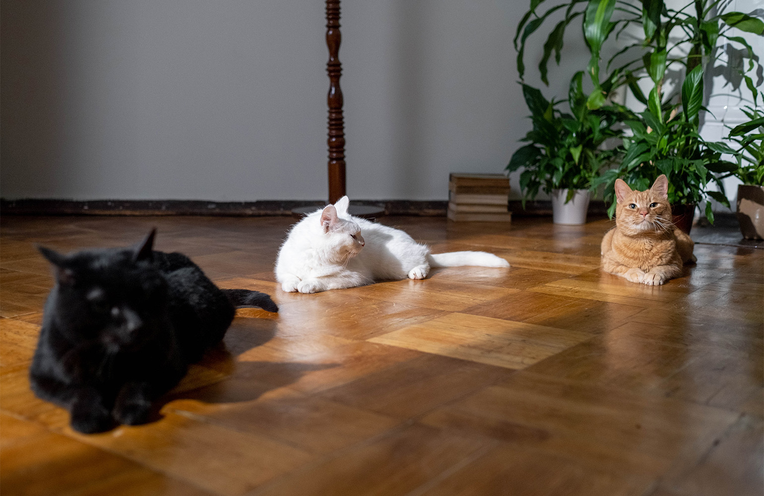 vloerisolatie met kat