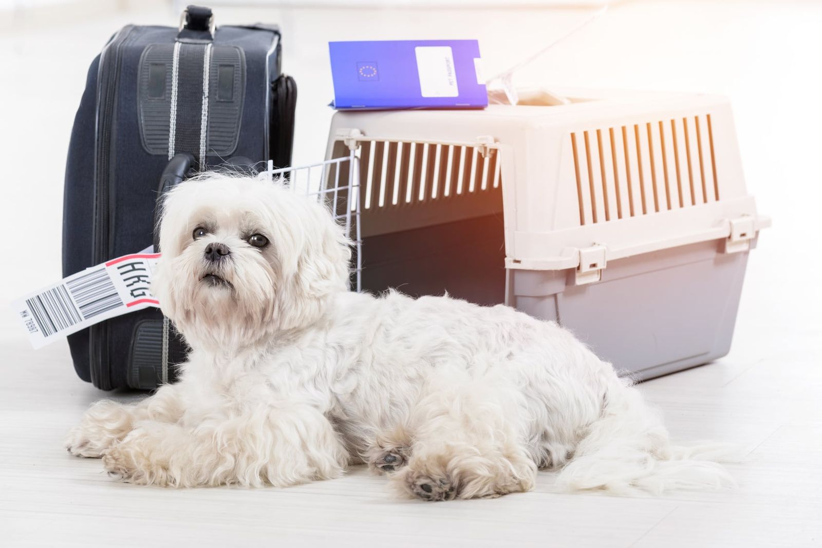Pet Travel Moving to Malta With Your Pet