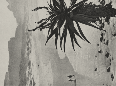 Palm tree