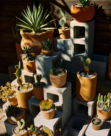Cactus