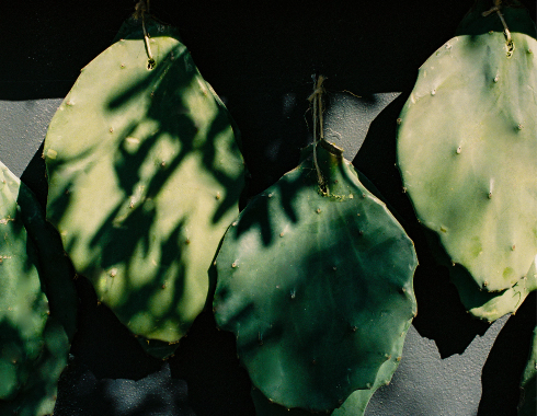 Leafs pictured from above