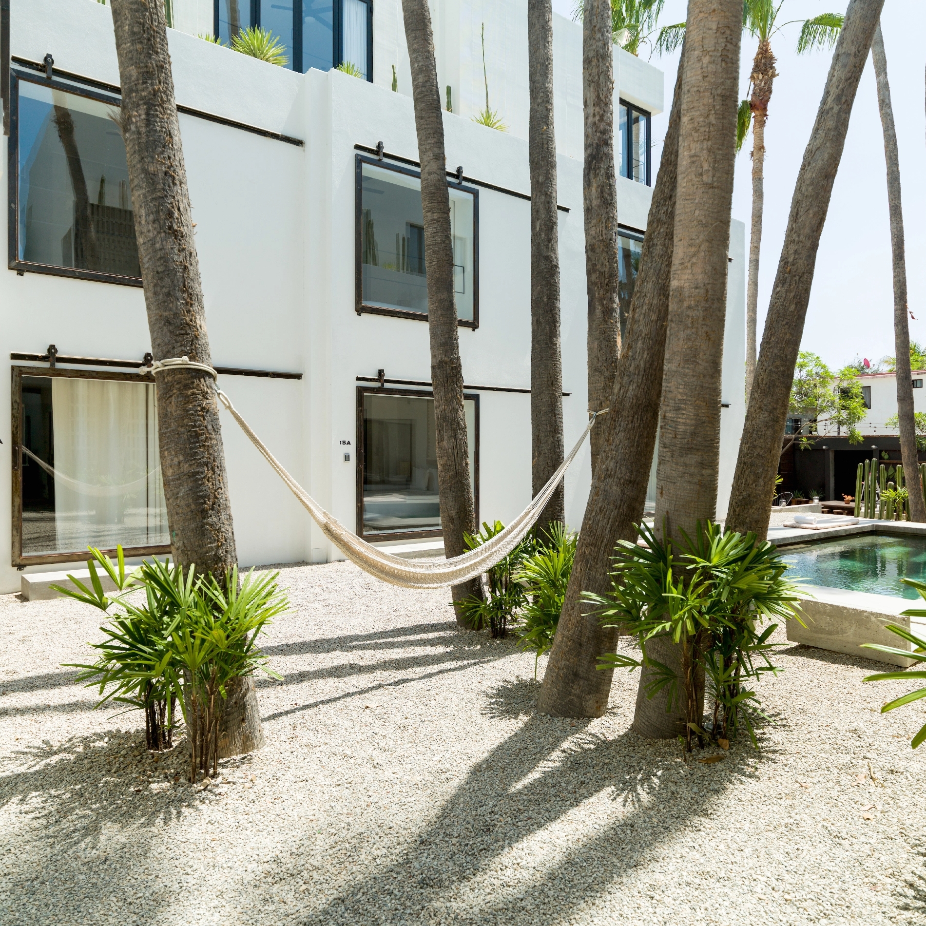 Palm trees