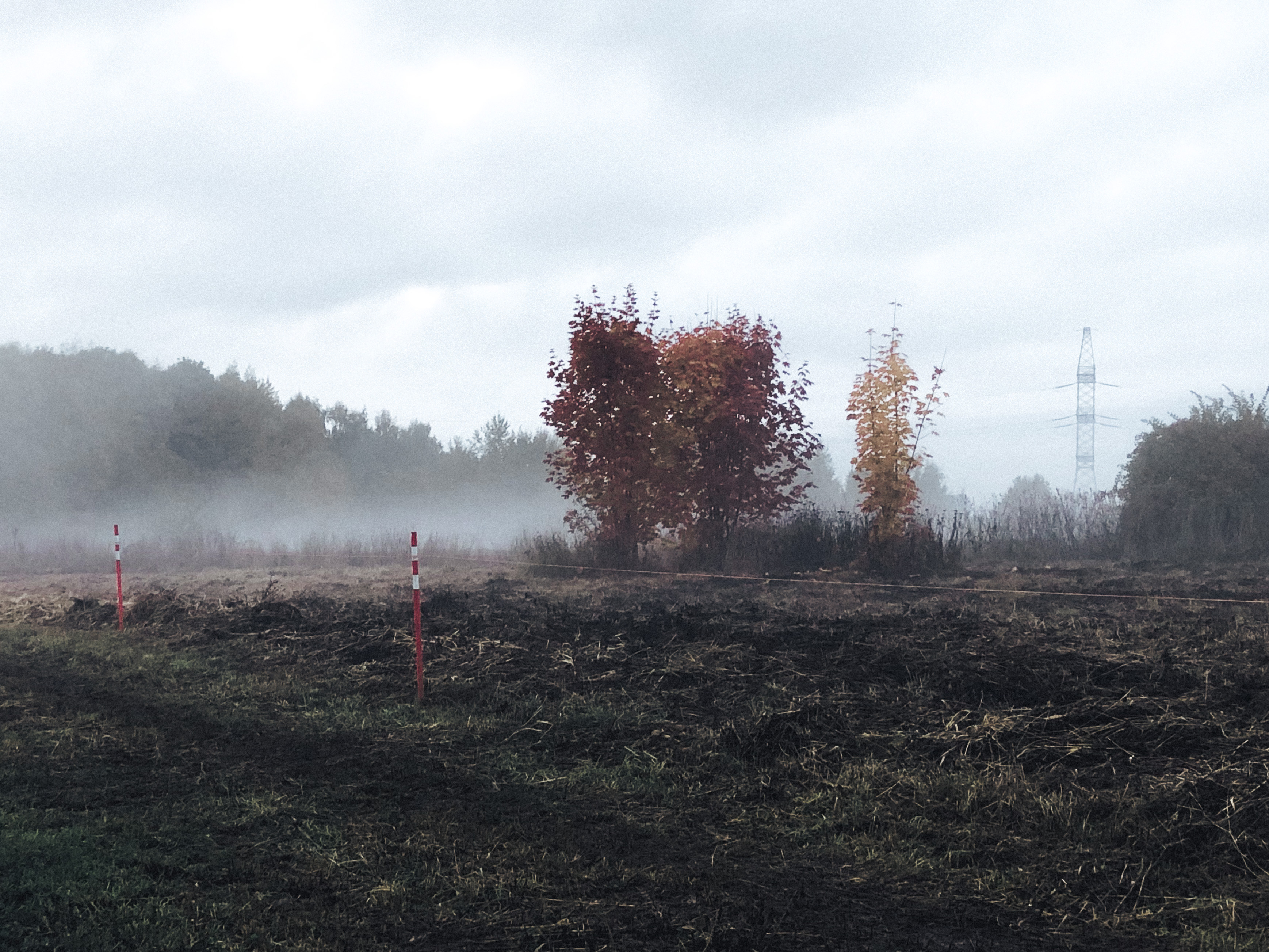 Trees Behind the Fence