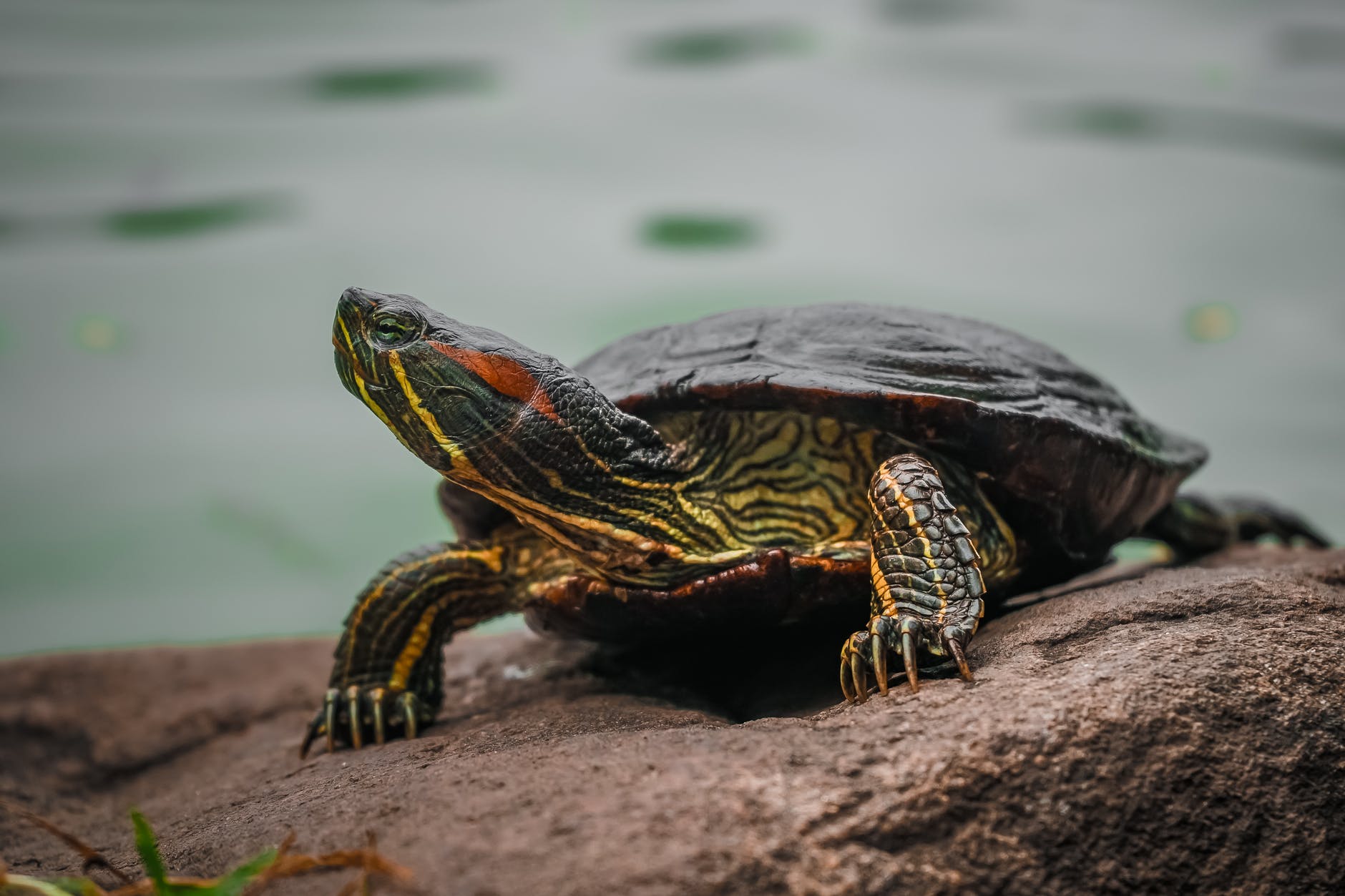 selective focus photography green and black turtle