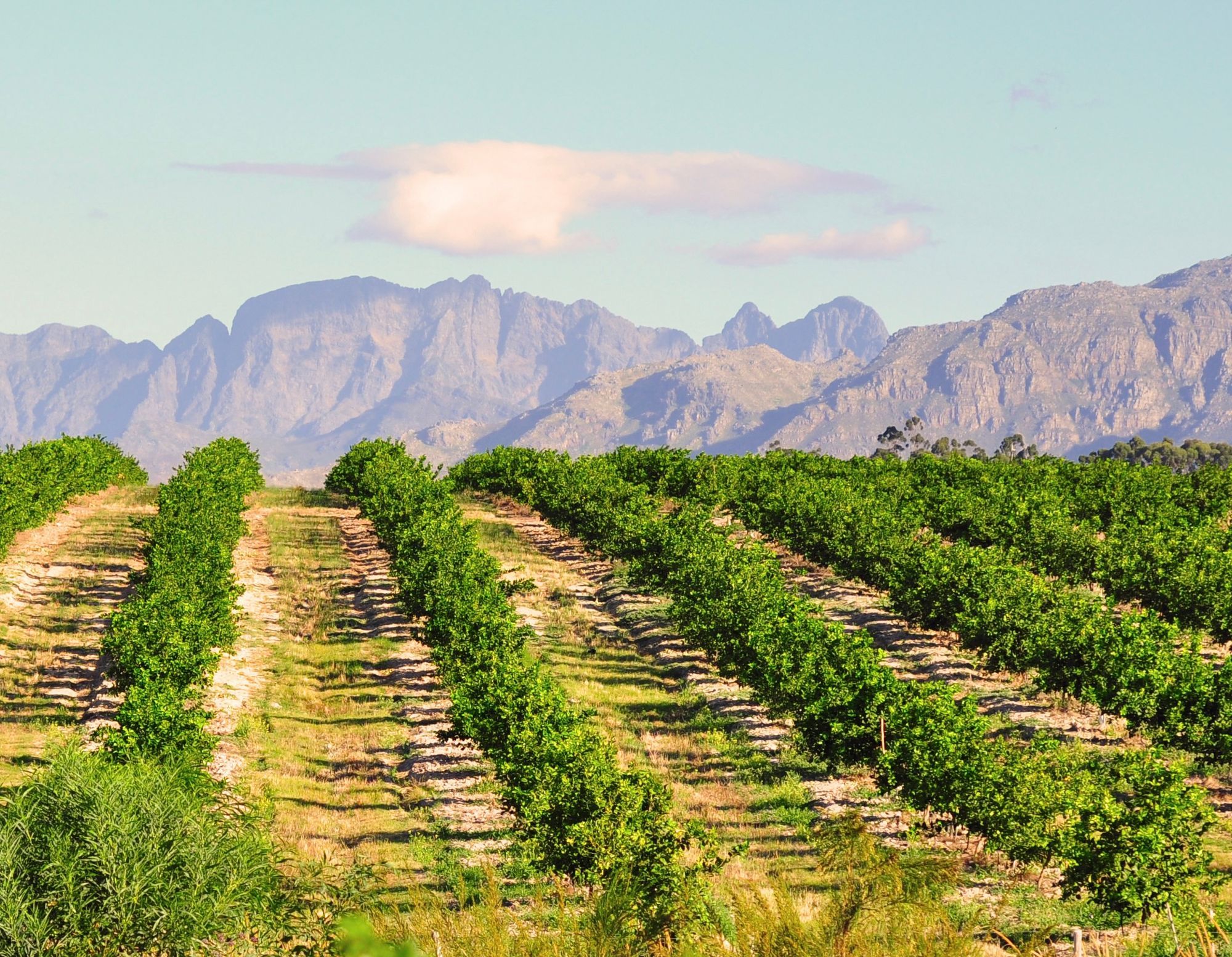 Verdant Orchards - A Platform of Orchards in Africa