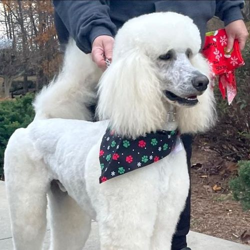 Dog Grooming in Franklin County, GA