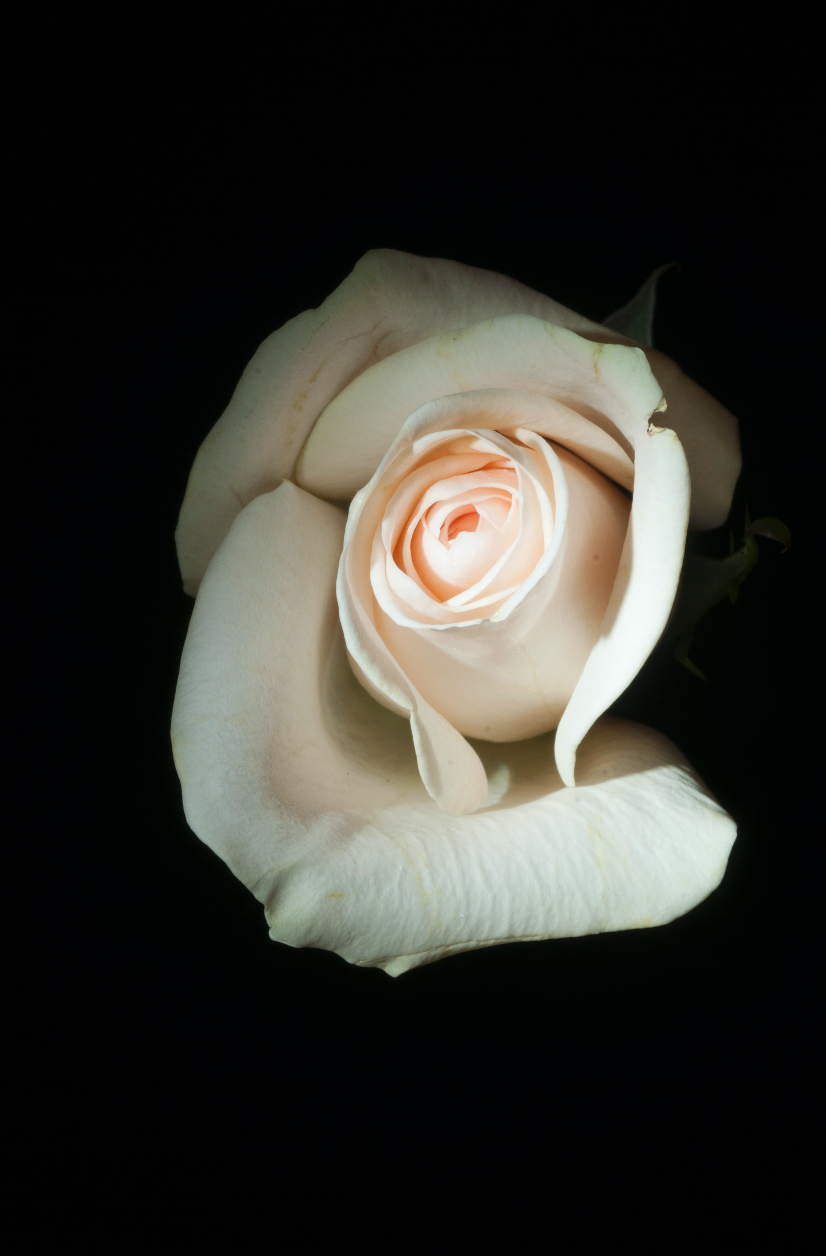 Witte Roos