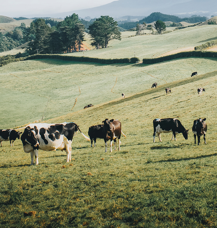 Property Advisory Production