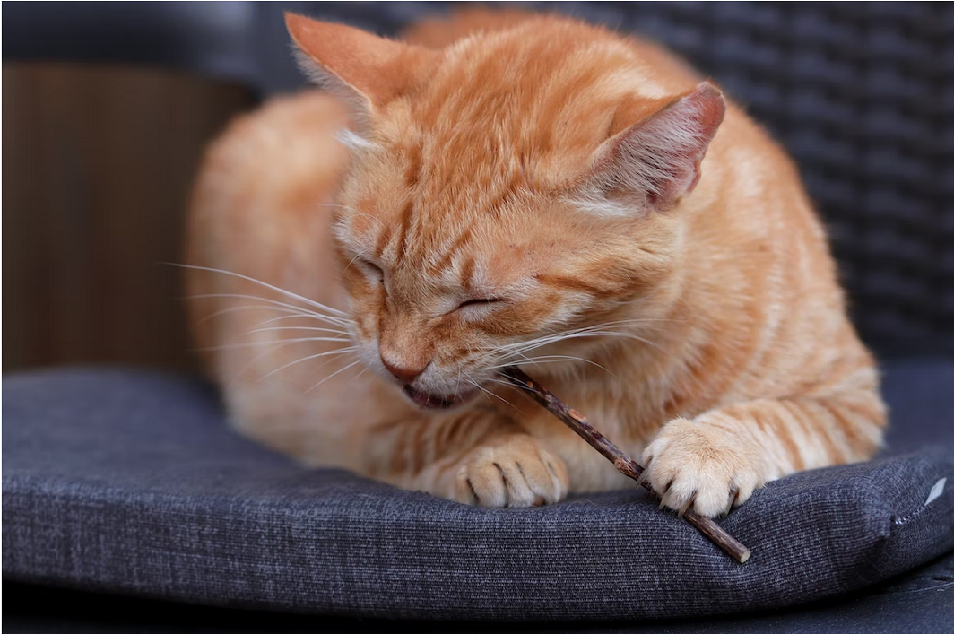 Why Do Cats Like Catnip? Good Living Advice