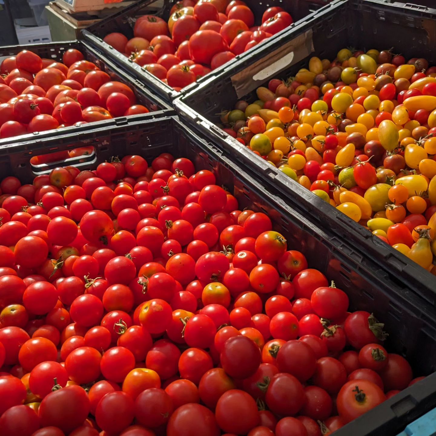 The Ultimate Santa Barbara Wellness Guide