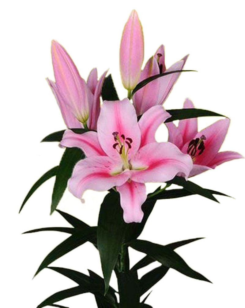 All Wholesale Roselily and Lilies Flower Lilies&Co